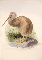 Kiwi